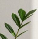 Yieldinve